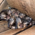 Brown long-eared bats